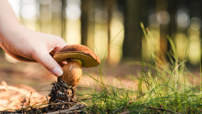 En svamp sankes på tur ved Kollemorten