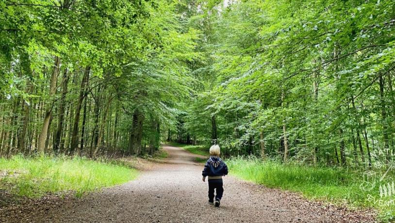 Lille dreng alene i skoven på natureventyr