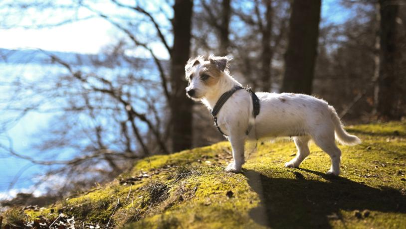 Hundeskov i Vejle med lille hund