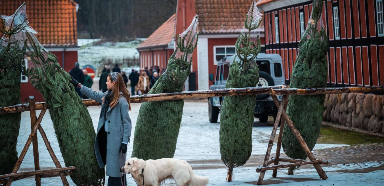 Juletræer til julemarked på Tirsbæk Gods