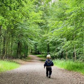 Lille dreng alene i skoven på natureventyr