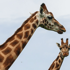 Giraffer står i GIVSKUD ZOO